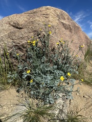 Eschscholzia minutiflora