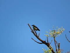 Cinnyris bifasciatus