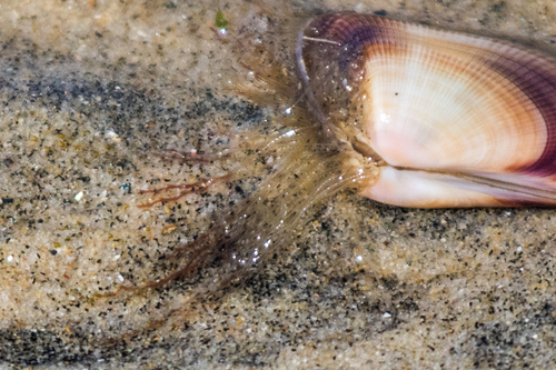 photo of Bean Clam  Hydroid (Eucheilota bakeri)