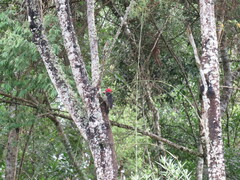 Campephilus robustus