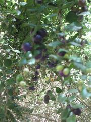 Rhaphithamnus spinosus