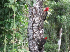 Campephilus robustus