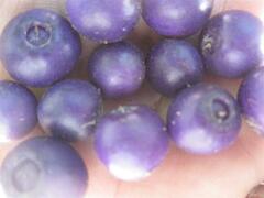 Rhaphithamnus spinosus