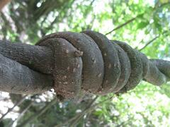 Lardizabala biternata