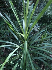 Cordyline stricta