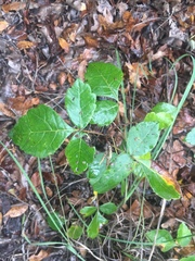 Rhus aromatica aromatica