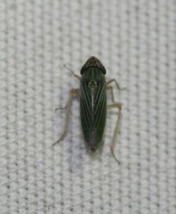 Xyphon reticulatum