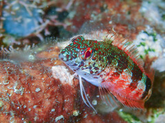 Malacoctenus triangulatus