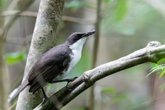 Ramphocinclus brachyurus