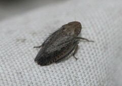 Negosiana dualis