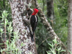 Campephilus robustus