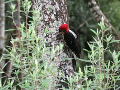 Campephilus robustus