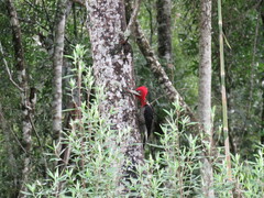 Campephilus robustus