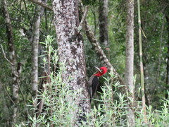 Campephilus robustus