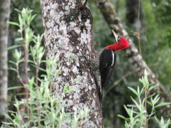 Campephilus robustus