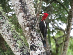 Campephilus robustus