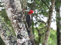 Campephilus robustus