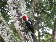 Campephilus robustus