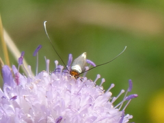 Nemophora