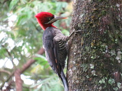 Campephilus robustus