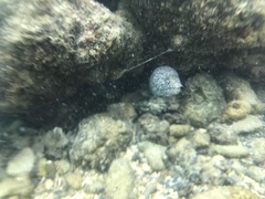 Gymnothorax pictus