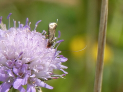 Nemophora