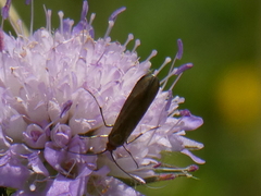 Nemophora