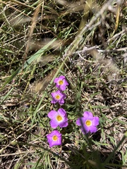 Oxalis obliquifolia
