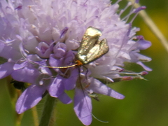 Nemophora