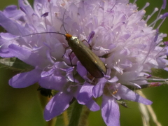 Nemophora