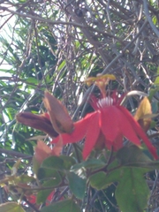 Passiflora miniata