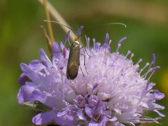Nemophora