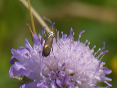 Nemophora