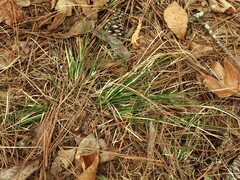 Carex floridana