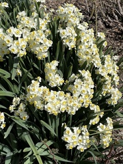 Narcissus tazetta
