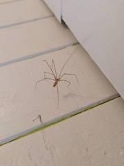 Pholcus phalangioides
