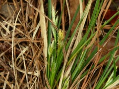 Carex floridana