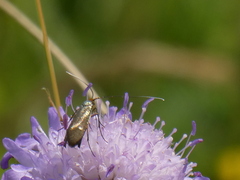 Nemophora