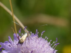 Nemophora
