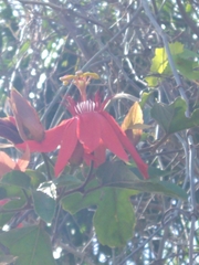 Passiflora miniata