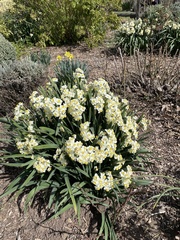 Narcissus tazetta