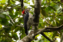 Dryocopus lineatus erythrops