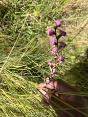 Disperis tysonii
