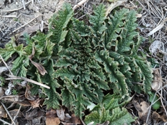 Cynara tournefortii