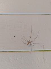 Pholcus phalangioides