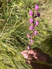 Disperis tysonii
