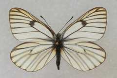 Aporia martineti