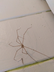 Pholcus phalangioides