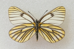 Aporia martineti