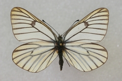 Aporia martineti